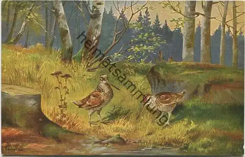 Schnepfenvogel - Bekassine - signiert Alf. Schönian München - Verlag T.S.N. Serie 1824