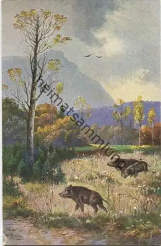 Wildschweine - signiert Alf. Schönian München - Verlag T.S.N. Serie 1749