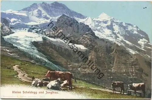 Kleine Scheidegg und Jungfrau - Kühe - Verlag B. Gabler Interlaken