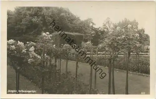 Berlin-Steglitz im Rosengarten - Foto-AK 40er Jahre - rückseitig keine AK-Einteilung