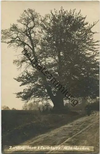Zwillingsbaum bei Carlshafen - Milchhäuschen - Foto-AK