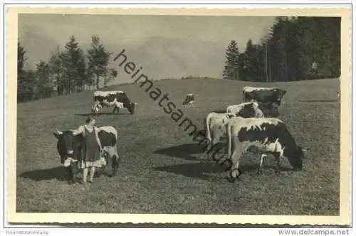 Kühe auf der Weide - Foto-AK 1943