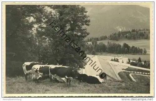 Kühe auf der Weide - Foto-AK ca. 1940