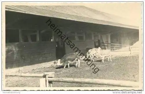 Viehstall - Kälber - Foto-AK ca. 1940