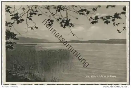 Etude a l' Ile de St. Pierre - Foto-AK