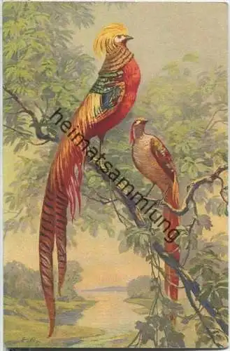 Paradisvögel - Künstlerkarte signiert E.B.