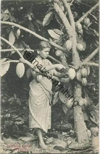 Ceylon - Sri Lanka - Plucking Cocua - Kakao Ernte gel. 1910