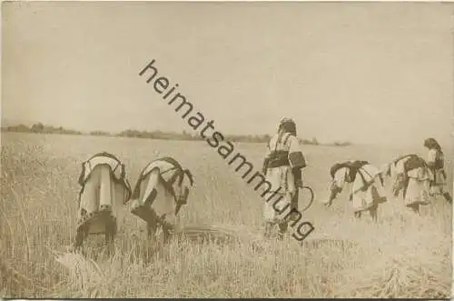 Makedonien - Frauen bei der Getreideernte - Sicheln - Foto-AK ca. 1915