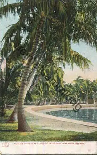 Florida - Palm Beach - Cocoanut Trees on the Craignan Place - Edition H. C. Leighton Co. Portland Me. 1904
