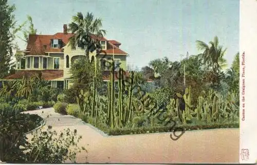 Florida - Palm Beach - Cactus on the Craignan Place - Edition H. C. Leighton Co. Portland Me. 1904