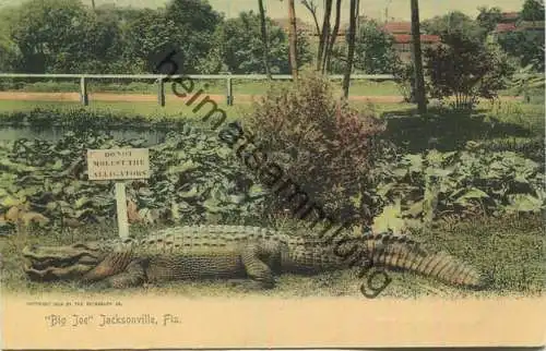 Florida - Jacksonville - Big Joe - Alligator - Edition The Rotograph Co. N. Y. City 1904