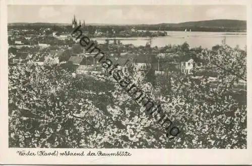 Werder (Havel) während der Baumblüte - Foto-AK 30er Jahre - Verlag Max O'Brien Berlin