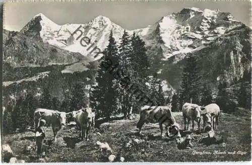 Jungfrau - Mönch - Eiger - Kuhherde - Foto-Ansichtskarte - Verlag Walter Schild Interlaken 30er Jahre