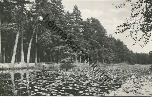 Gehren - Seerosenteich - Foto-AK - Verlag VEB Bild und Heimat Reichenbach 1965