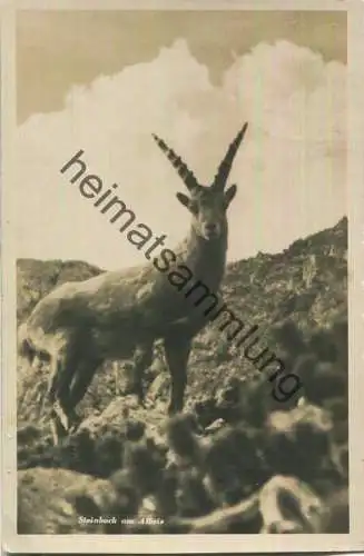 Steinbock am Albris - Foto-Ansichtskarte - Verlag Foto-Flury Pontresina