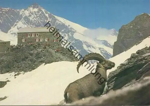 Britanniahütte mit Steinbock bei Saas-Fee - AK Grossformat - Foto Ambros Andenmatten Hüttenwart