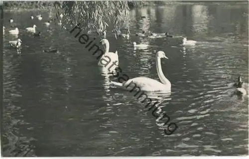 Arendsee - Schwäne auf dem Arendsee - VEB Bild und Heimat Reichenbach 60er Jahre