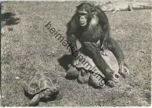 Zoologischer Garten Zürich - Schimpanse und Riesenschildkröten - Foto-Ansichtskarte