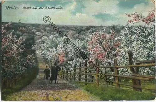 Werder - Baumblüte - ohne Verlagsangaben