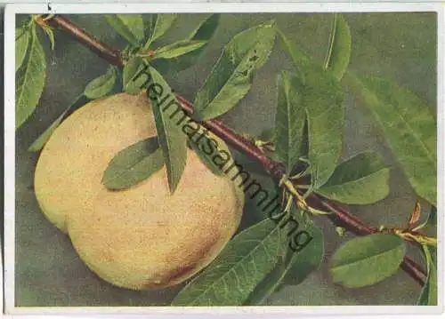 Farbfoto Fritz Teuscher - Verlag Wächter Bad Teplitz-Schönau Sudetengau Nr. 5105