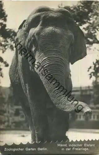 Zoologischer Garten Berlin - Männlicher indischer Elefant in der Freianlage - Verlag des Actien-Vereins