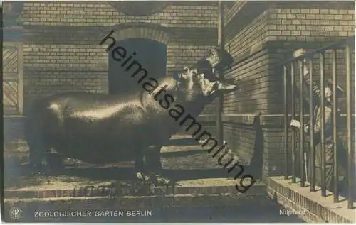 Zoologischer Garten Berlin - Nilpferd - Verlag NPG 20er Jahre