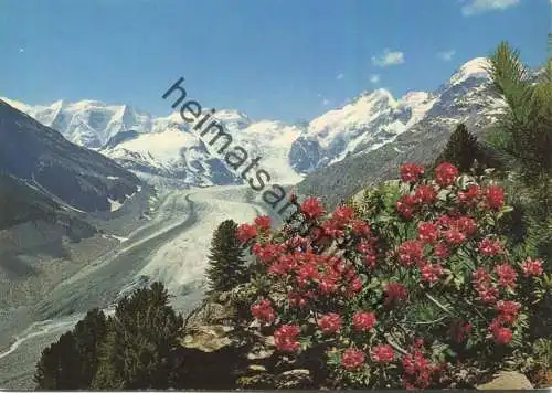 Berninagruppe mit Morteratschgetscher - AK-Grossformat - Verlag Photoglob AG Zürich