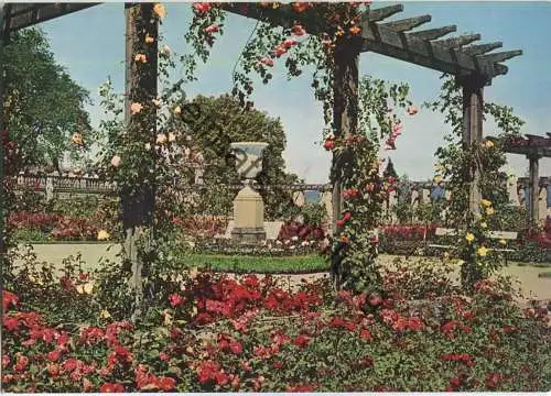 Insel Mainau - Rosengarten - Farbaufnahme Lennart Bernadotte Mainauverwaltung