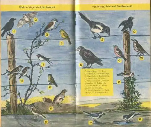 Deutschland - Ränzlein 1964 - Deutsches Jugendherbergswerk - 50 Seiten Wissenswertes - Text und Zeichnungen Ilse Mau