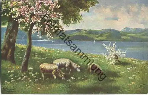 Schafe auf der Wiese