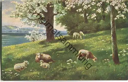 Schafe auf der Wiese