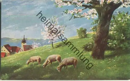 Schafe auf der Wiese