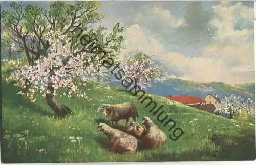 Schafe auf der Wiese