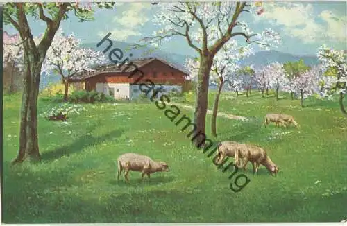 Schafe auf der Wiese
