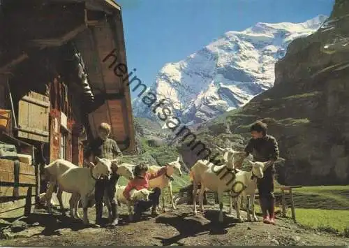 Empfang bei der Gamchihütte - Geissen Ziegen - AK Grossformat - Verlag Burlon Frutigen gel. 1980