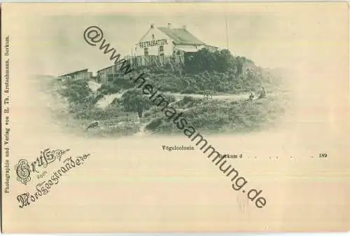 Borkum - Vogelcolonie - Gruss vom Nordseestrande - Verlag H. Th. Kretschmann Borkum