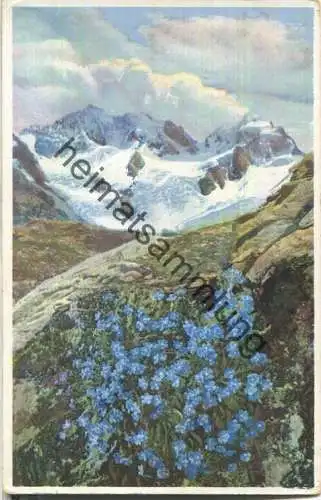 Engadin - Berninagruppe - Zwergvergissmeinnicht