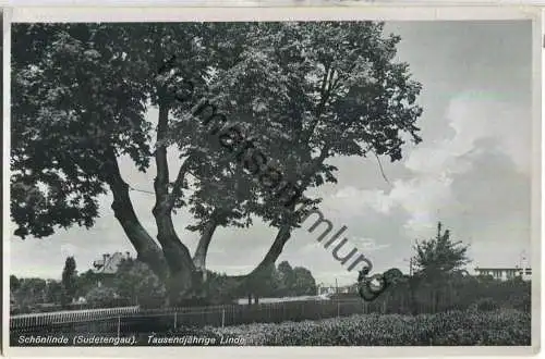 Schönlinde - Krasna Lipa - Tausendjährige Linde - Foto-AK - Verlag Josef Marschner Schönlinde - Feldpost