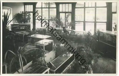 Schönlinde - Krasna Lipa - Botanischer Garten - Foto-Ansichtskarte - Verlag H. Grünwald Schönlinde