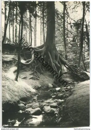 Bad Buckow - Wurzelfichte - Verlag H. Sander KG Berlin