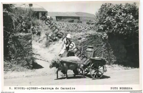 S Miguel - Acores - Carroca de Carneiro - Schafskarren - Foto-AK