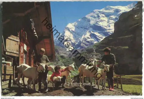 Gamchihütte - Kiental - Ziegen - Geissen - Verlag Hs. Lörtscher Frutigen