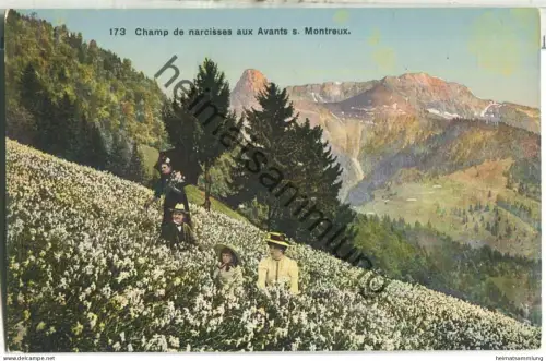 Champ de narcisses aux Avants s. Montreux - Edition Phototypie Co. Neuchatel