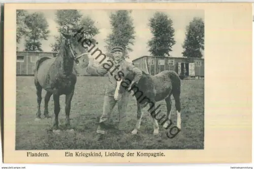 Flandern - Pferde - Verlag Zipper Weilburg Lahn Serie 2 Nr. 83