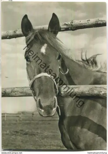 Pferd - Foto-Ansichtskarte - Foto-Technik-Bildverlag München - gel. 1966