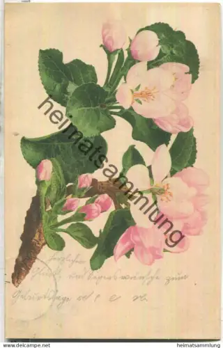 Kirschblüten - Verlag Martin Rommel & Co. Stuttgart - gel. 1904