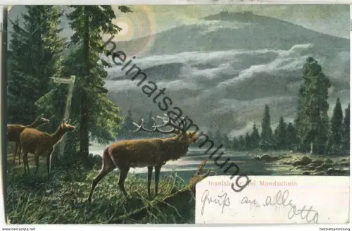 Inselberg - Mondschein - Hirsch - ohne Verlagsangabe - gel. 1904