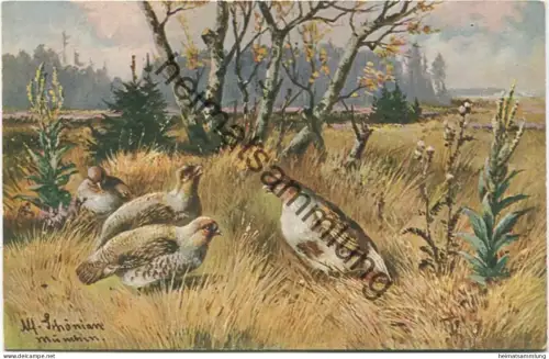 Wild - Geflügel - signiert Alf. Schönian München ca. 1915