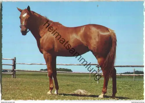 Pferd - Verlag Cecami Italia