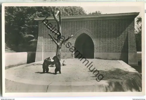 Berlin - Bärenzwinger im Köllnischen Park - Foto-Ansichtskarte - Verlag Hans Andres 40er Jahre